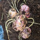 초일농장 이미지