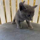 안암동물병원 이미지