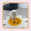 퍼피댕 안심분양소 강아지분양 애견입양 천안아산점 이미지