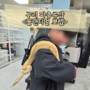플랜티샵 | 구리 파충류샵 플랜티멀 뽀렙 체험 후기 | 아이와 가기 좋은 이색 체험