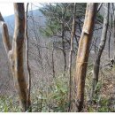 노각나무의 효능 이미지