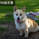 미화조류