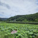둥이네 - 경주시 안강시장길 26-2 | [횡성 갑천 카페] 둥이네 정원 내돈내산 솔직후기