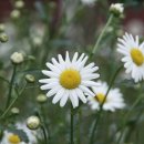 들꽃이야기 이미지