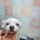 강아지와고양이 | 목동애견미용 강아지와 고양이 모두 가능한 강아지목욕방 후기