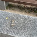 천년나무1단지@(17신규) | 경주 애견 동반 1박 2일 여행 주차 꿀팁부터 여행 코스 정리