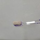 한국SHIDENTA 이미지