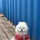 티아라펫 | [티아라펫] 썬샤인 꽃 가디건 🌹🌹