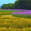 🌺🍒 하나님의 절기에 관한 규례 이미지