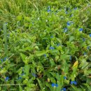 서두생강골 이미지