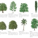 활엽수 이미지