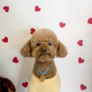 위드왈왈 이미지