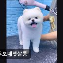 뚜뚜보떼펫살롱 네이버블로그