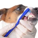 세우리동물병원 이미지