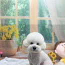 호이펫샵 이미지