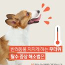 반려동물 지치게 하는 무더위, 탈수 증상 해소법은 이미지