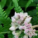 곰싸리길 이미지