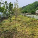 5월7일.금강방 수요출석부 (사과나무 꽃) 이미지