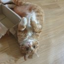 코인조이노래연습장 이미지