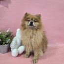 포메라니안 이미지