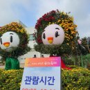 고북중학교 | [서산/국화축제] 축제 및 주차 정보 다녀온 후기