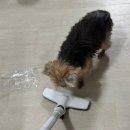 아토제2주유소 | 똑똑하고 가벼운 소형무선청소기[바우아토 핸딕스] 사용후기