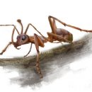 엘렌리