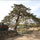 울진소나무 이미지