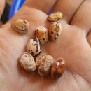 얼룩이농장 이미지