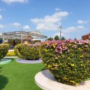 함평 국화 축제 이미지