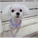 쁘니애견 이미지