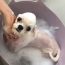 참견(犬) 이미지