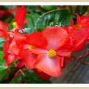 허브아일랜드식물원 이미지