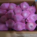 반딧불청과 이미지