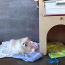 내일더예쁘개 이미지