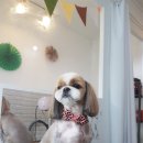 몽몽이애견미용 이미지