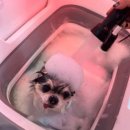 강아지미용실502 | 두정동애견미용 잘 해주시는 코코그루밍 후기입니다