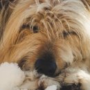 중독(DOG) 이미지