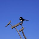 까치공원 조형물 이미지