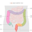 대장암 통증 대장암 초기 대장암 원인 대장암 1기 2기 3기 4기 생존률 이미지