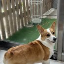 오구오구 펫살롱 이미지