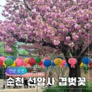 (주)가치더함 지점 | 순천 선암사 겹벚꽃 실시간 후기 개화상황 만개 시기+주차정보(2026 최신)