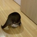 시시소소