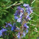 로즈마리 이미지