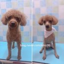 59펫살롱 이미지