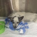 방배한강동물병원 이미지