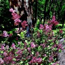 수수꽃다리 이미지