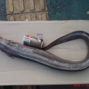 바다장어 이미지