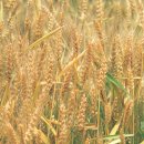 와룡농장 이미지