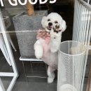 도그소사이어티 이미지